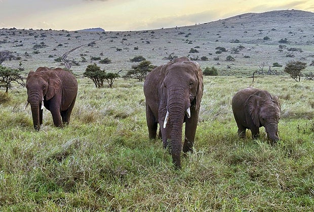 Planning a Perfect Family African Safari Vacation : Elephants in the wild!