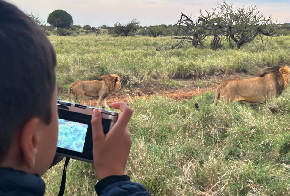 Kids can capture the king of the savannah on camera from the safety of a safari bus. Photo by the author
