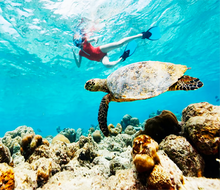Get close to sea turtles  and other marine life when snorkeling in Florida. 