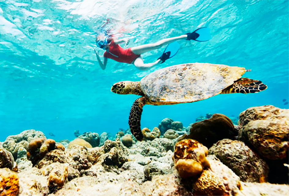 Get close to sea turtles  and other marine life when snorkeling in Florida. 