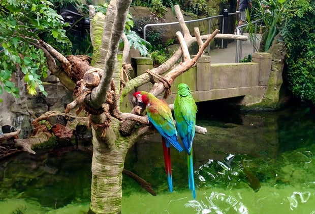 Best Family Resorts in Texas : Great Wolf Lodge