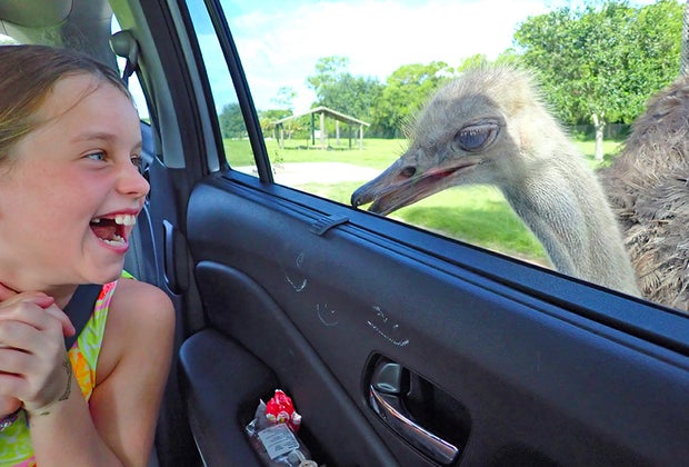 Lion Country Safari : West Palm Beach With Kids