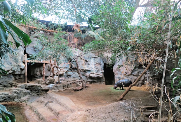 The Tropical Forest. Photo courtesy of Franklin Park Zoo