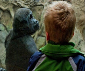 Who you lookin' at?! The Tropical Forest at Franklin Park Zoo. Photo by Don Crasco/Franklin Park Zoo