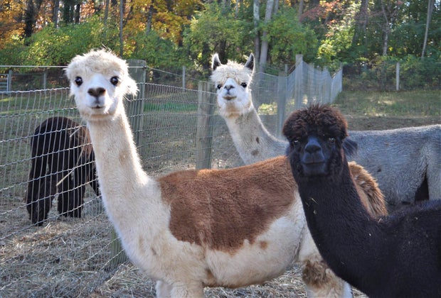 Alpacas come in many colors at Trotter Hill Alpacas in Glen Mills.