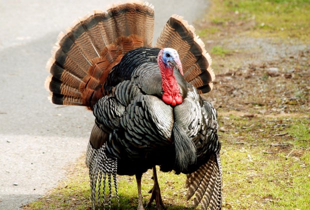 Thanksgiving Jokes for Kids: Why did the turkey cross the road?