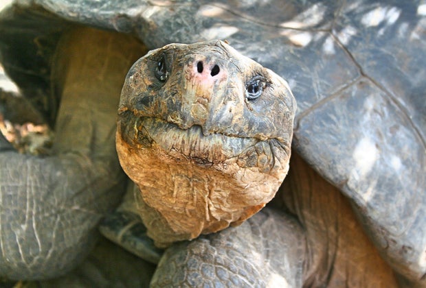 www.amazon.com/dp/B08JZF1KM8?tag=thearealist-20: Take a Galapagos Trip