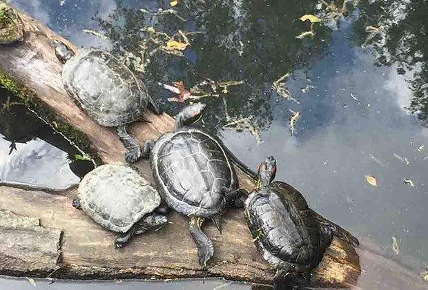 Sheldrake Environmental Center is a nature center in Westchester