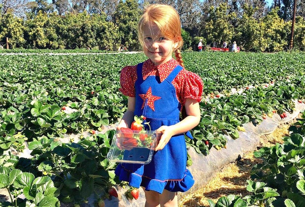 Strawberry Picking Near Los Angeles: Underwood Farms