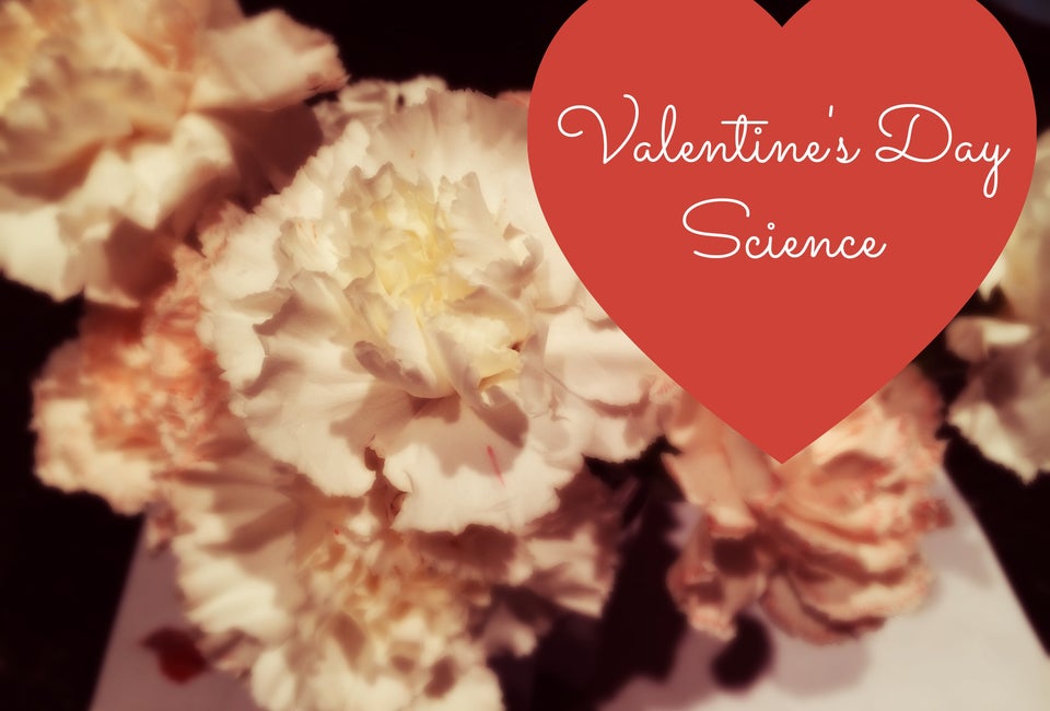WeeWork Valentine's Day Science Project: Tinted Flowers