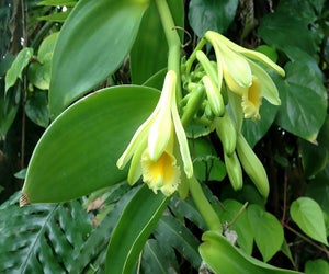 Vanilla orchids bloom at the Atlanta Botanical Garden on Sunday. Photo by CC BY 2.0