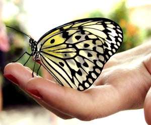 Immerse yourself in the live butterfly exhibit at Sands Point Preserve. Photo courtesy of the preserve