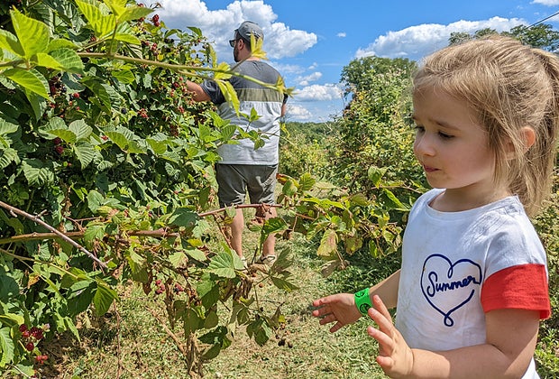 Visiting Alstede Farms with kids girl in the picking fields