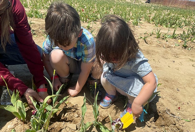 Waterdrinker Family Farm: Dig Day at the Tulip Festival