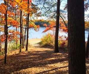 Veterans Day Weekend 2025 in Boston coincides with Free Entrance Days in the National Parks ! Photo courtesy of Walden Pond