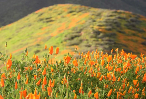 Best Wildflower Hikes near Los Angeles: Walker Canyon in Lake Elsinore