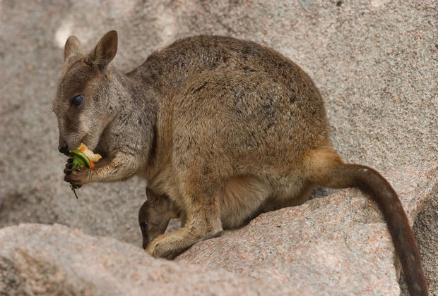 Mama and baby wallaby. Can you spot the baby?