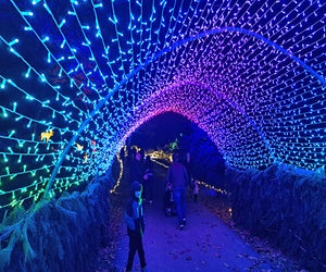 Journey through illuminated tunnels at Lumina - A Magical Lights Experience at Harvest Moon Farm & Orchard.  Photo by the author