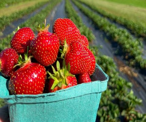 Fishkill Farms in Hopewell Junction offers certified organic berries during its strawberry-picking season.