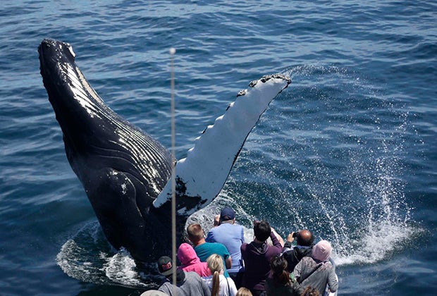 Image of whale tail - Fun Boat Rides in Boston