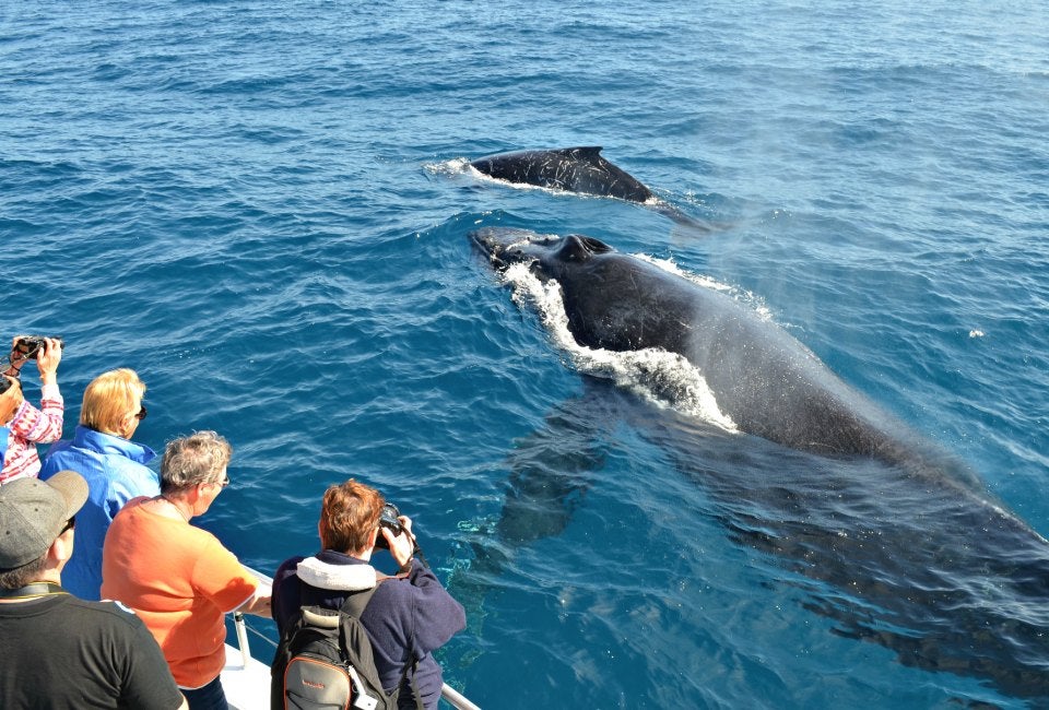 Family Whale Watching Cruise with the Aquarium of the Pacific: Thar She Blows!