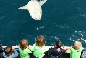 Best Things To Do This Weekend with LA Kids: Whales, Purim, and Zimmerpalooza Mar 7 - 8