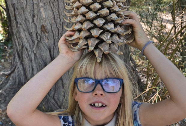 Huttopia Paradise Springs: Discover the Best New Glamping near Los Angeles: Giant Pinecones