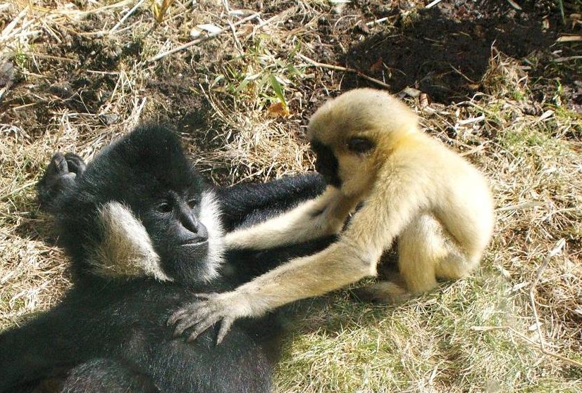 Celebrate the White Cheeked Gibbon’s Birthday at Stone Zoo