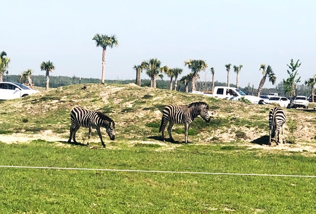 Wild Florida drive-thru safari Secret Orlando Spots Kids Will Love
