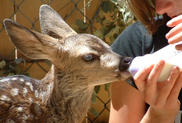 Best Things To Do with Kids in Lake Arrowhead: Wildhaven Ranch