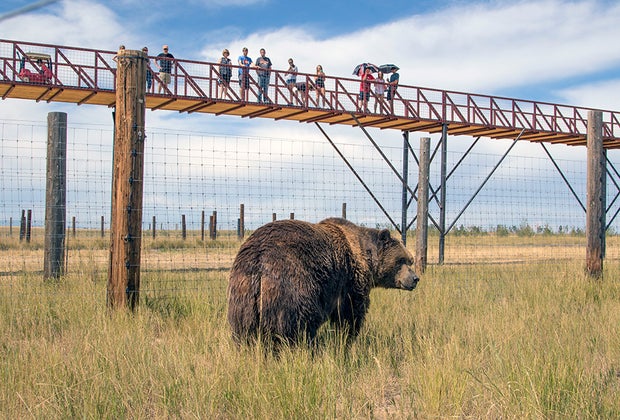 Family-friendly things to do in Denver: The Wild Animal Sanctuary