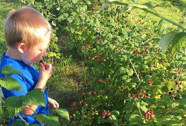 Boy eating berries at Windy Acres Farm
