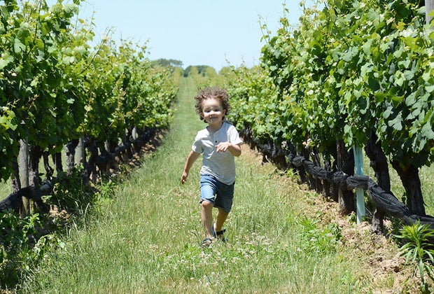 Child runs through rows of grapes at Pindar Vineyards