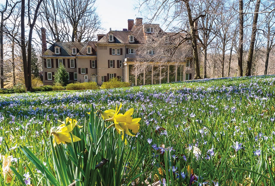 The 60-acre garden of Winterthur is just waking up with spring daffodils. Photo by Bob Leitch courtesy of Winterthur