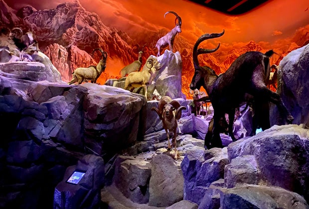 Wonders of Wildlife is one of the most popular Ozark tourist attractions. 