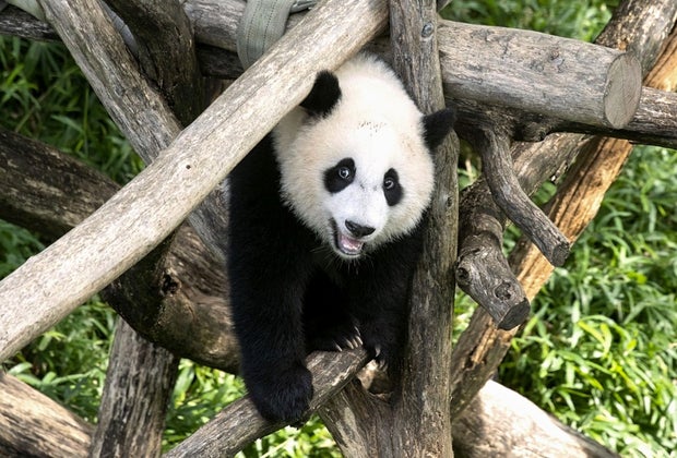 Xiao Qi Ji, giant panda at the National Zoo