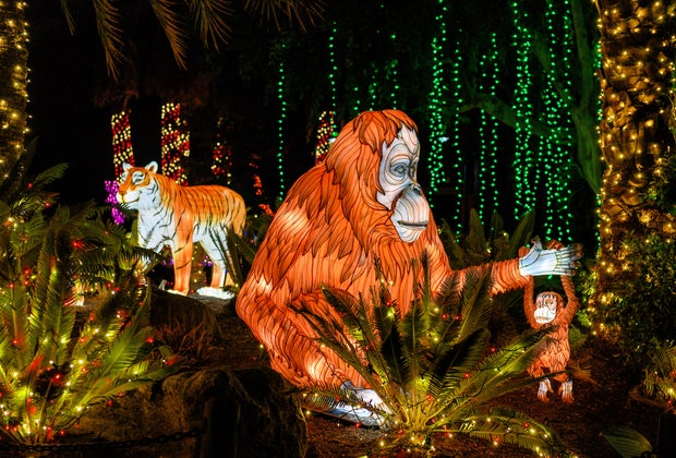Secrets of the LA Zoo: LA Zoo Lights