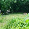 The Bronx Zoo is full of amazing animals and surprises await around every bend of its sprawling grounds. 