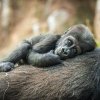 The Bronx Zoo will leave families with many heart-warming memories.