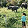 Romp with the triceratops and other dinos at Field Station: Dinosaurs in Leonia. Photo by Janet Bloom