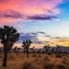 Visit Joshua Tree National Park on one of the free admission days!