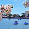 Take out a pedal boat during cherry blossom season. Photo courtesy of  The National Cherry Blossom Festival