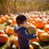 Picking the perfect pumpkin is easy at one of Atlanta's many pumpkin patches.