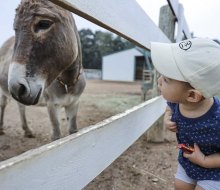 Make some new friends at Green Meadows Petting Farm. Photo courtesy of the farm
