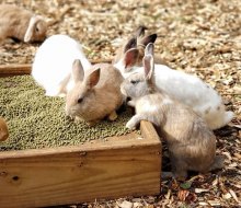 Make friends with the bunnies at Abma's Farm. Photo courtesy of the farm