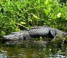 How many baby alligators can you find on Momma's back? 