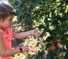 Kids can go apple picking near NYC at Alstede Farms, where low-to-the-ground trees are perfect for little pickers. Photo by Rose Gordon Sala
