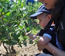 Even the littlest visitors can pick their own blueberries. Photo by Kaylynn Ebner