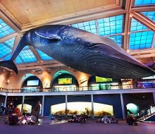 The American Museum of Natural History's blue whale is an NYC icon, and the entire museum is one of the best children's museums in NYC. Photo by R. Mickens/courtesy of AMNH