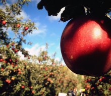 Pick from a number of apple varieties at Hudson Valley orchards. Photo by Leslie Seaton via Flickr